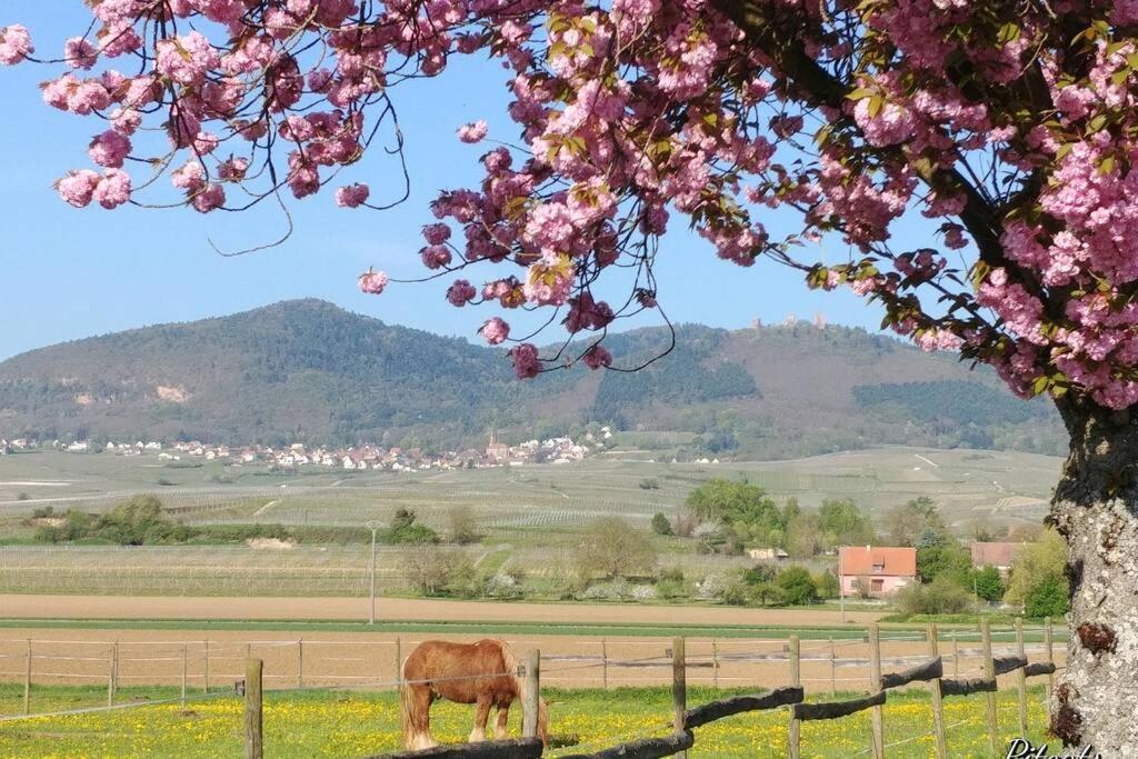 A Proche De Colmar Et Kaysergberg. Eguisheim
