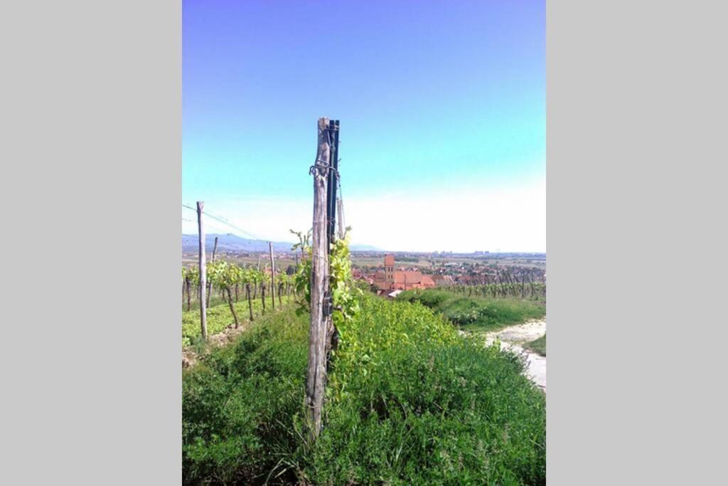 A Proche De Colmar Et Kaysergberg. Eguisheim